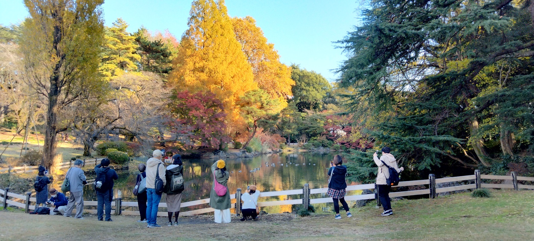 신주쿠 교엔에 찾아온 가을 (新宿御苑、東京、日本)